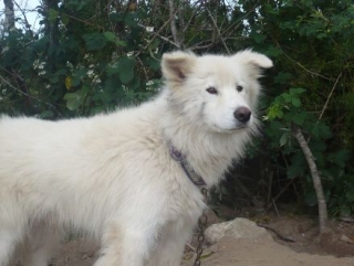 哈士奇 Traces de Reves 